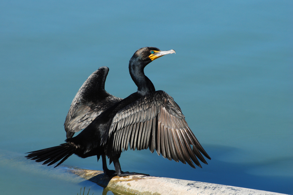 Cormorant