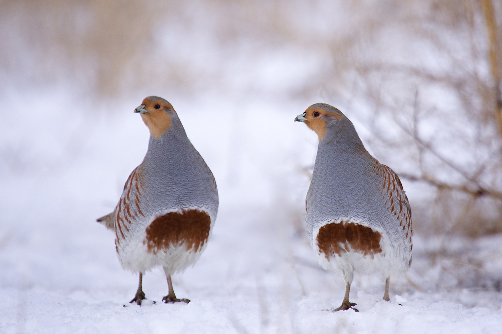 Hungarian Partridge