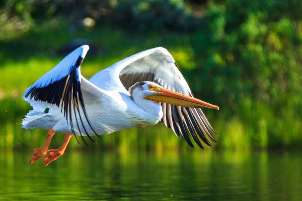 White Pelican