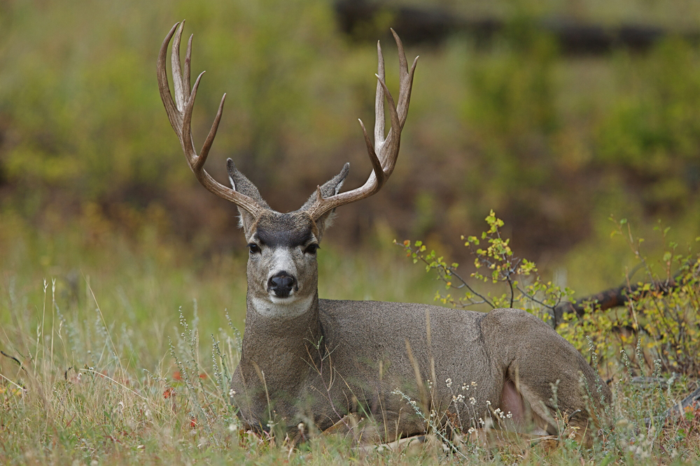 Mule Deer